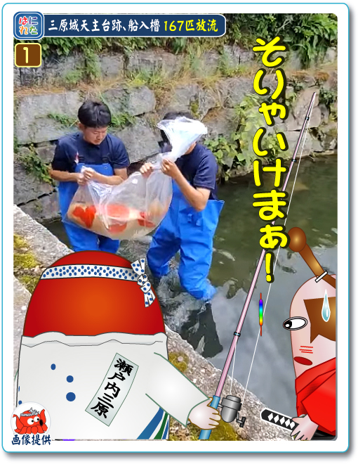 鯉のまち三原、錦鯉の放流